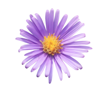 Closeup small single purple flowers isolated on transparent background.