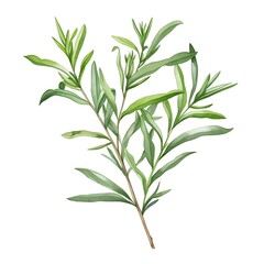 Fototapeta premium a watercolor illustration of Tarragon clipart, herb element, isolated on white background