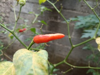 chili garden that is harvested behind the house in the morning