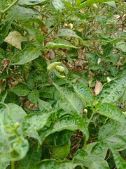 chili garden that is harvested behind the house in the morning