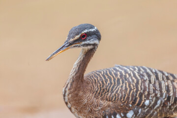 Sunbittern  - Eurypyga Helias -  is a bittern-like bird of tropical regions of the Americas, and the sole member of the family Eurypygidae and genus Eurypyga