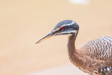 Sunbittern  - Eurypyga Helias -  is a bittern-like bird of tropical regions of the Americas, and the sole member of the family Eurypygidae and genus Eurypyga