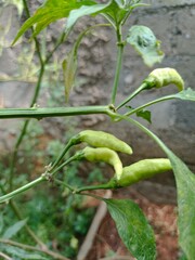 chili garden that is harvested behind the house in the morning