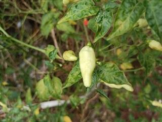 chili garden that is harvested behind the house in the morning