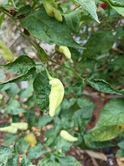 chili garden that is harvested behind the house in the morning
