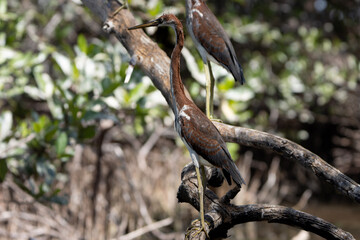 bird on a branch