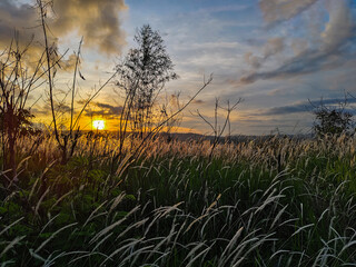 Fototapeta premium silhouette of weed grass against a sunset background