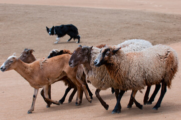 Dog used to herd sheep