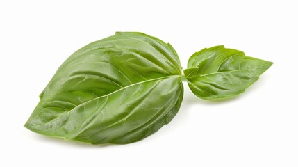 fresh basil leaf isolated on white background