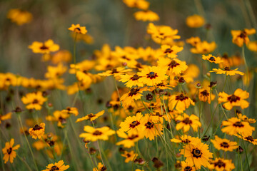 Rudbekia (black-eyed-susans) flowers field, closeup of blossoming flowers