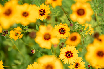 Rudbekia (black-eyed-susans) flowers field, closeup of blossoming flowers