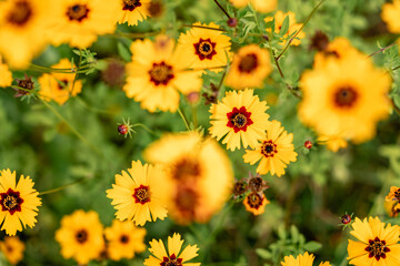 Rudbekia (black-eyed-susans) flowers field, closeup of blossoming flowers