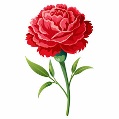 Carnation most beautiful flower . vector illustration