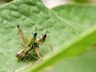 Macro photography of a couple of monkey grasshoppers mating on a leaf, in a farm in the eastern Andean mountains of central Colombia.