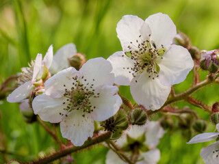 Close-up photography of some wild white  blackberry flowers, growing on a field in the eastern Andean mountains of central Colombia.