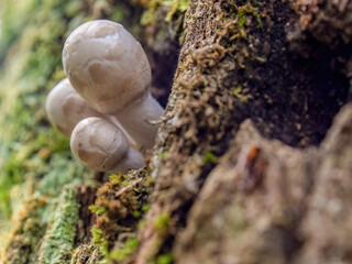 Three very tiny young mushrooms growing from the trunk of a tree, in a forest in the eastern Andean mountains of central Colombia.