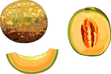 melon cut in half, sliced yellow melon graphic summer design