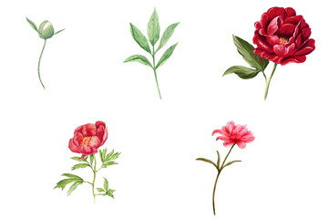 Peony flowers and leaves collection in watercolor. Floral on transparent background
