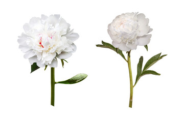 White Peony Flower on transparent background