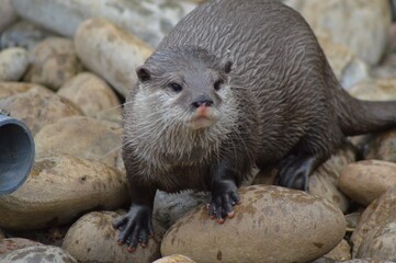 otter on the rock