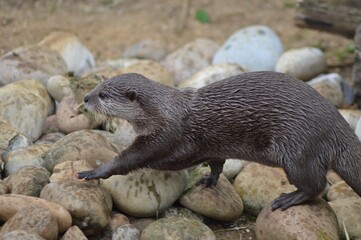 otter in the water