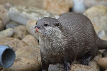 otter in the water