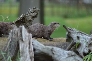 otter on a log