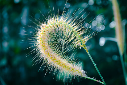 close up of a curve desho grass