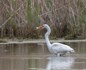 Great Egret eating a fish in a marsh habitat in Ontario in springtime