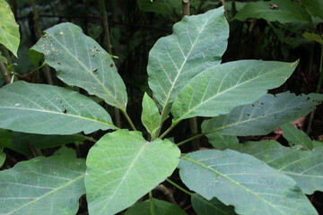 Close-up of Gymnanthemum extensum leaves. Known as the bitterleaf tree, it is a species of flowering shrub from the family Asteraceae.