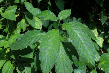 Close up view of green Strobilanthes crispa or kecibeling leaves. Leaf texture concept with nature background