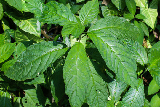 Close up view of green Strobilanthes crispa or kecibeling leaves. Leaf texture concept with nature background