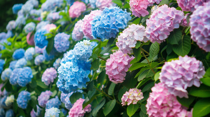 満開の紫陽花 日本の梅雨