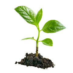 Sprouting young green plant with fresh leaves growing from rich soil, symbolizing new life, growth, and environmental sustainability.