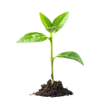 A close-up of a young green plant sprouting from the soil, symbolizing growth, nature, and new beginnings.