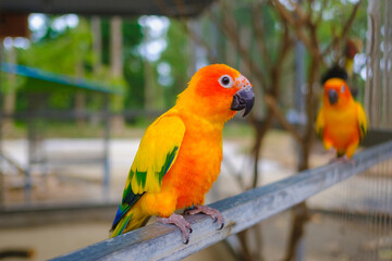 Sun Conure