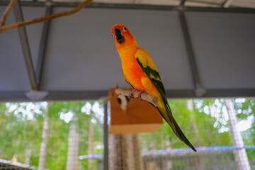 Sun Conure
