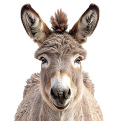 A donkey isolated on a transparent background