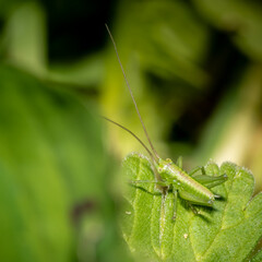 grasshopper on a leaf