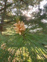 pine tree branches