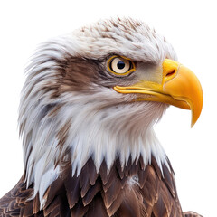 Obraz premium Mighty Eagle isolated on a transparent background
