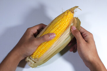 one sweet corn held in the left hand and the right hand peeling the skin