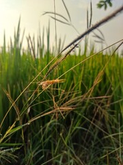 close up of grass and blurred paddy tree in background