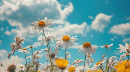 Beautiful field meadow flowers chamomile and butterfly against blue sky with clouds, nature spring summer landscape, close-up macro