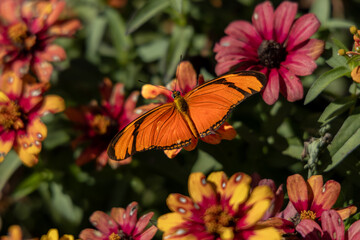 Colorful butterfly sitting on flowers in the garden