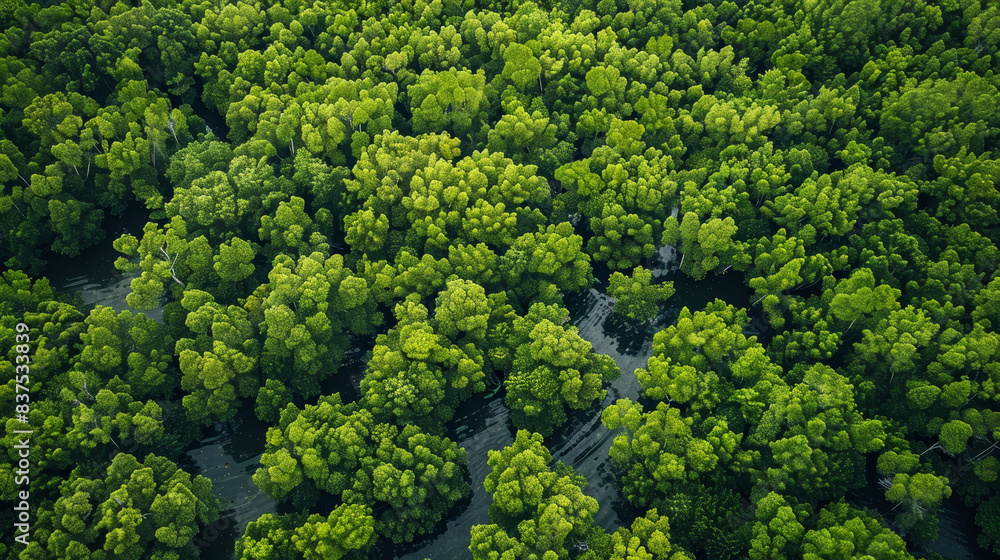 Poster a lush green forest with trees of various sizes and shapes