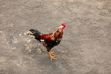 Vibrant Rooster Stands Proudly on a Rural Dirt Path, Showcasing its Colorful Feathers and Striking Presence