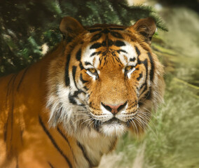 Siberian tiger, looking straight at camera. Face and head portrait, sitting under a fir tree. Endangered wildlife.