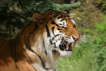 Tiger growling or snarling. Siberian or Amur tiger under a fir tree. Head and shoulders portrait.