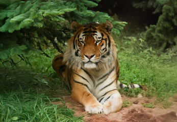 Siberian Tiger portrait. Lying down in the shade under a fir tree. Rare Amur tiger.